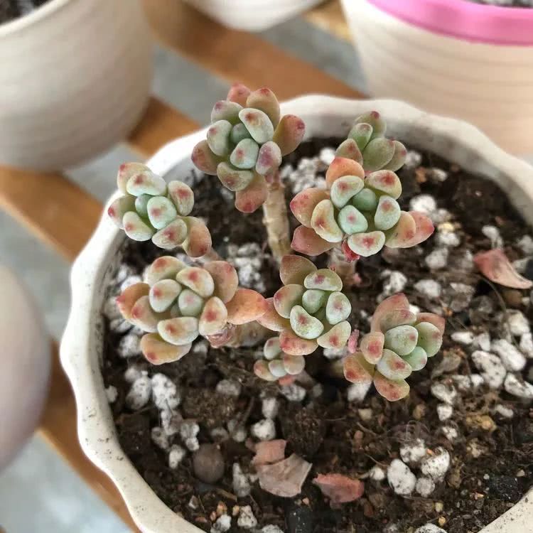 新手小白入坑多肉必看攻略,多肉新手入坑必备指南