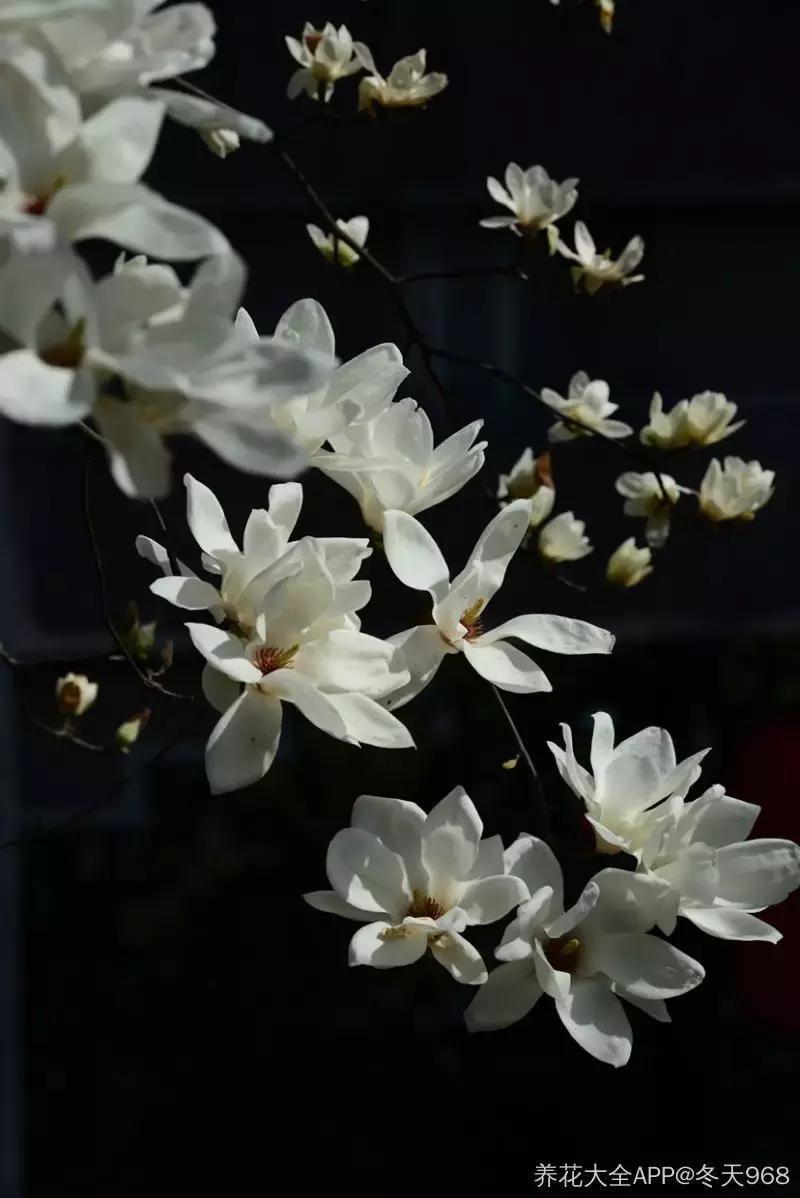 100种百花图谱大全,好书推荐快来领取你的宝藏书单