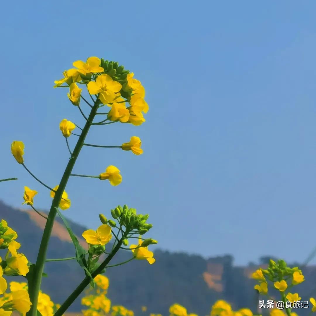 青田的青田,青田是中国的华侨之乡