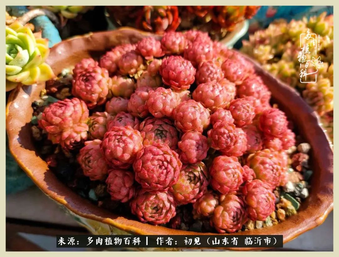 和多肉植物相伴,和多肉相处的心情