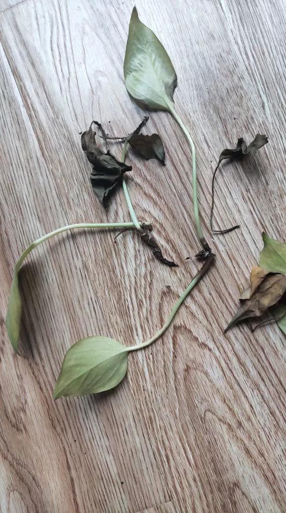 绿萝的生长过程有黄叶正常吗,绿萝黄叶的正确方法