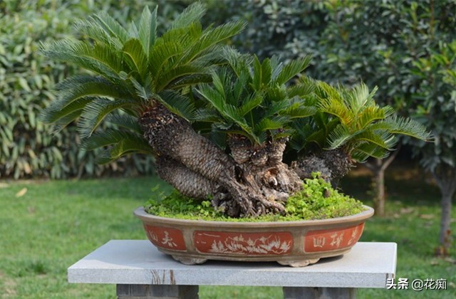 铁树买回家怎样栽盆,铁树盆栽技巧和管理技巧
