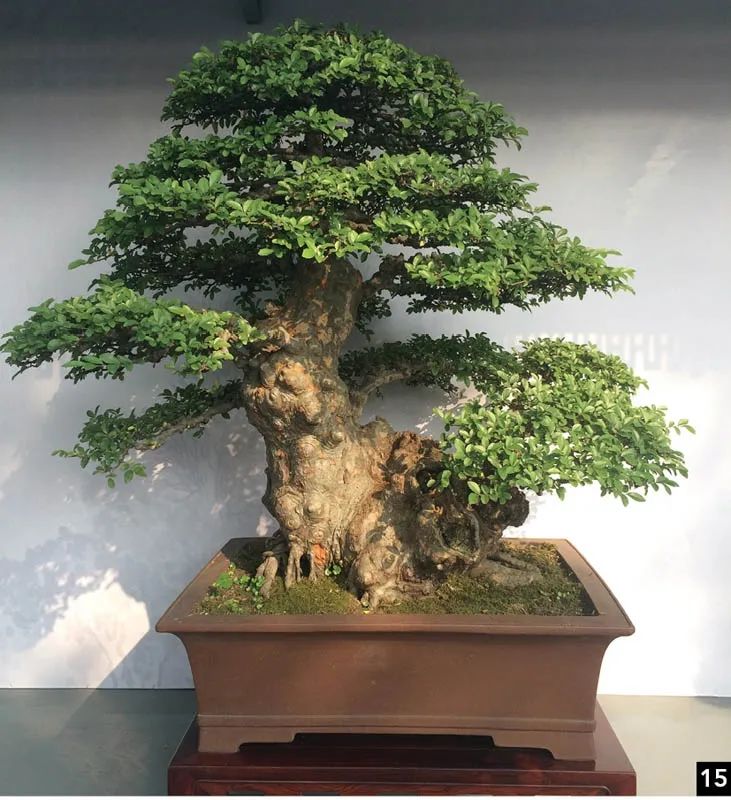 盆景修行,学习盆景技术最好的书