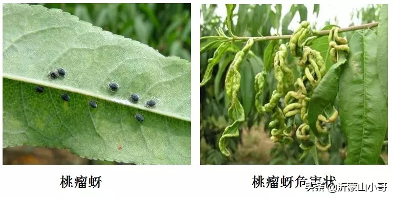 桃树蚜虫防治的最佳方案,桃树上的蚜虫怎么治
