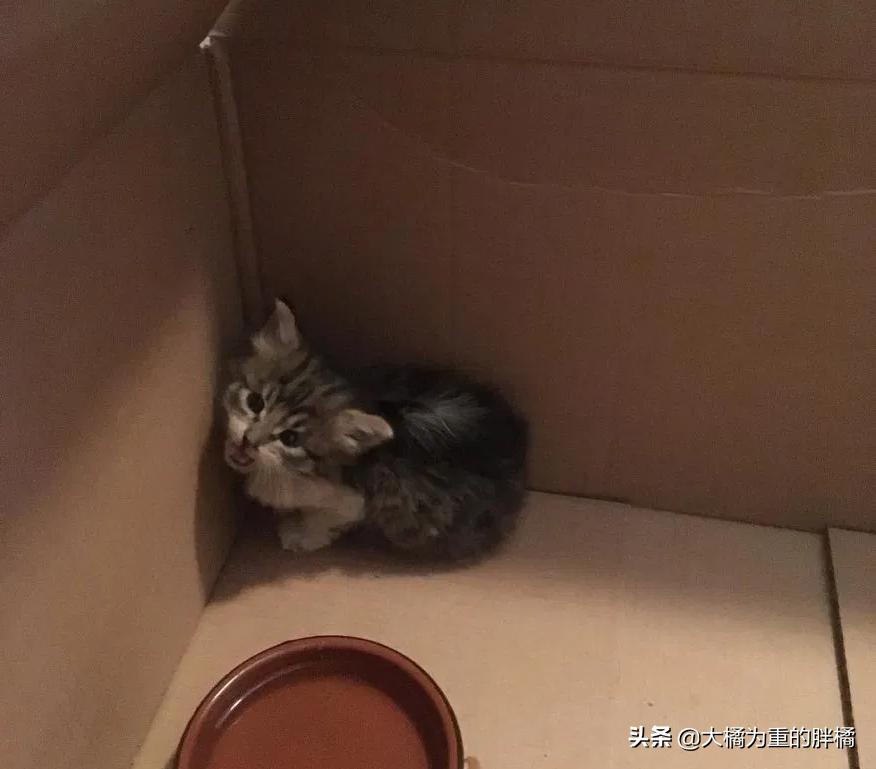 母猫离家出走留下小猫,母猫挪窝落下小猫