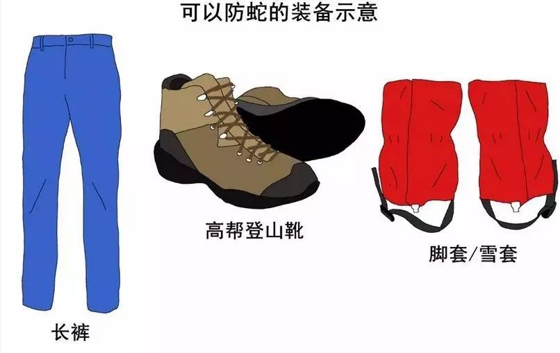 野外遇见巨型眼镜王蛇,近两米长眼镜王蛇