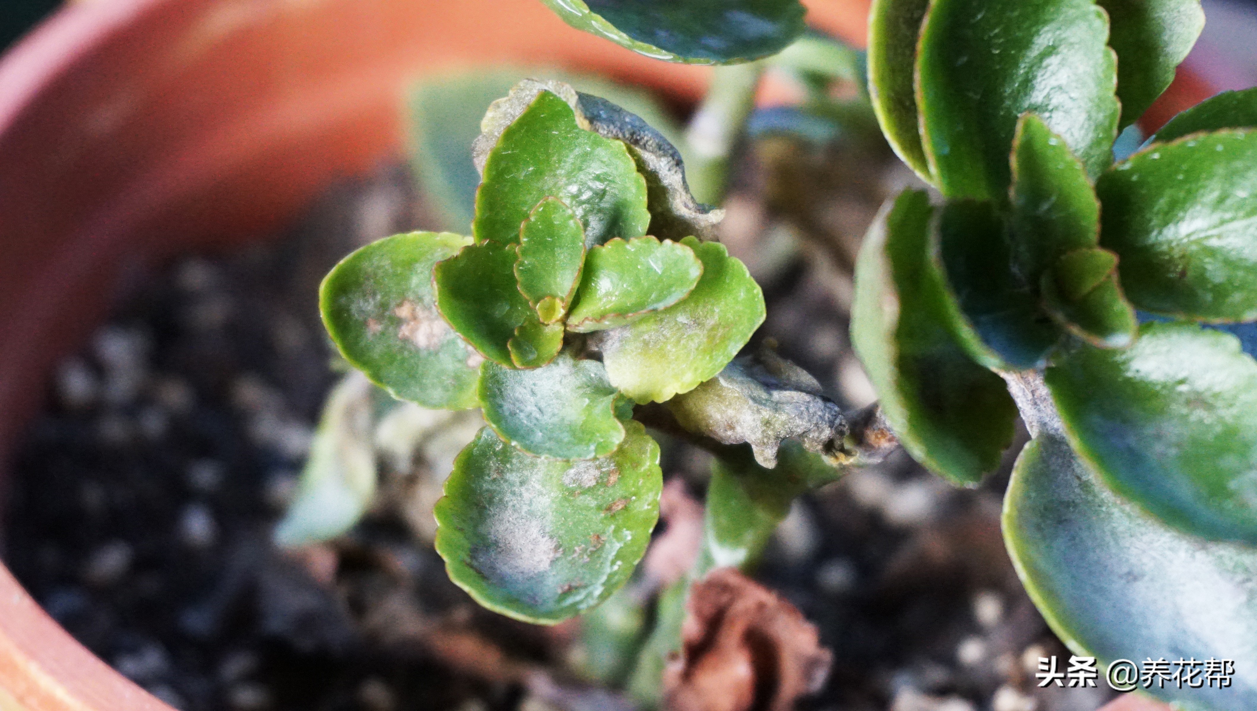 长寿花白毛病喷药后变黑怎么回事,长寿花白粉病后掉叶子是怎么回事