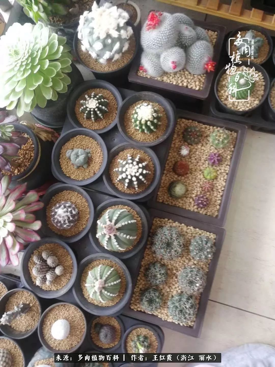 仙人球露养条件,仙人球的露养方法