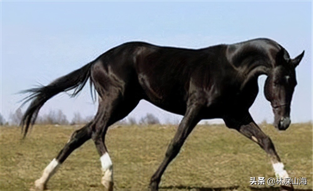 从古至今中国都出过什么宝马,中国历史上有哪些宝马