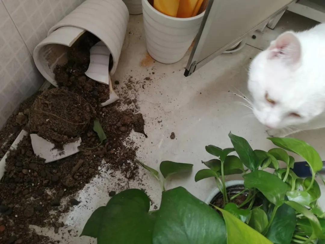 合租养猫劝退指南,《养猫劝退指南》