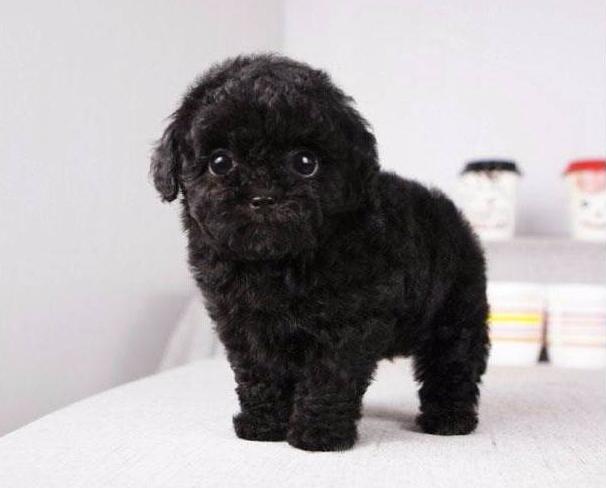 泰迪两个月吃什么狗粮,二个月泰迪吃什么狗粮最好