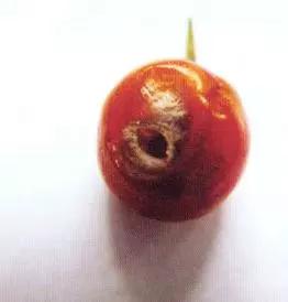樱桃的常见病虫害及防治方法,樱桃虫害最佳防治方法
