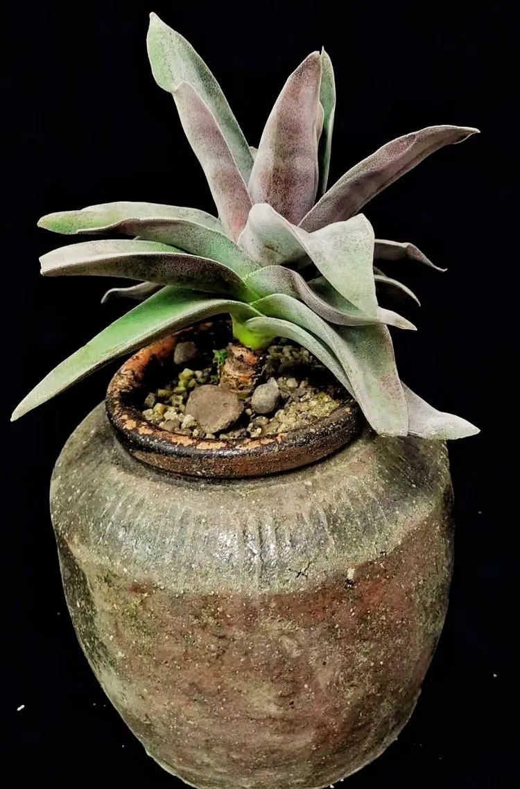 一盆仙人掌和一盆月季的故事,一个多肉的故事