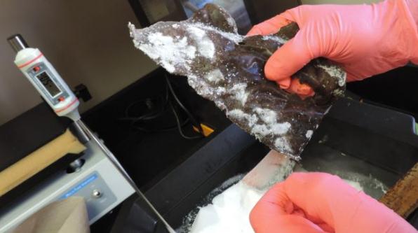 吸血鬼的科学分析,吸血鬼有关的研究