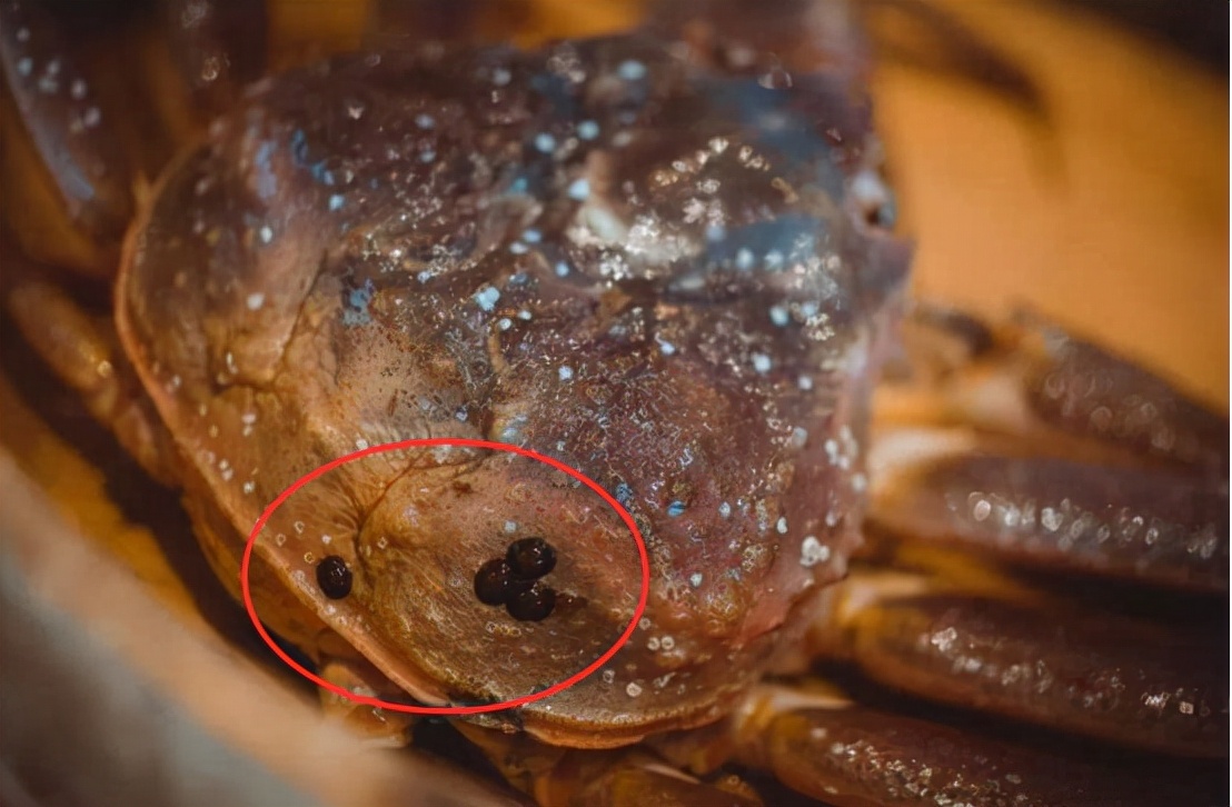 帝王蟹有蟹蛭还可以吃吗,网购帝王蟹上现大量活虫商家