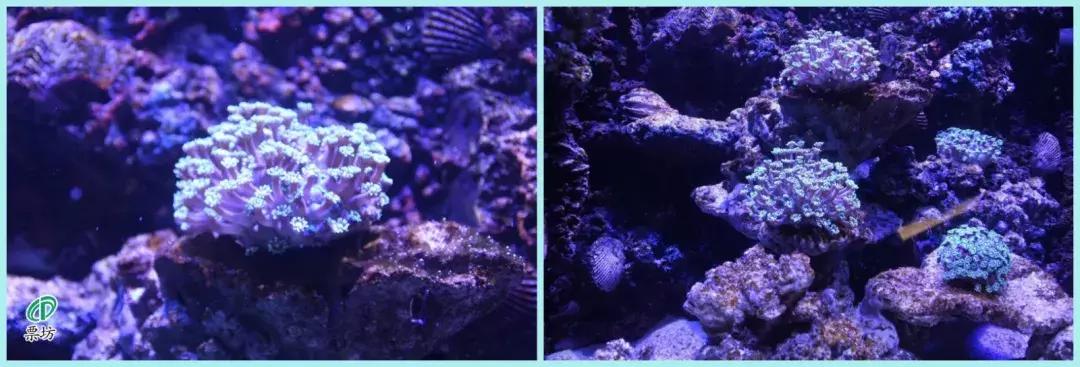 罗源湾海洋世界鲨鱼,汕头水母海洋世界图片