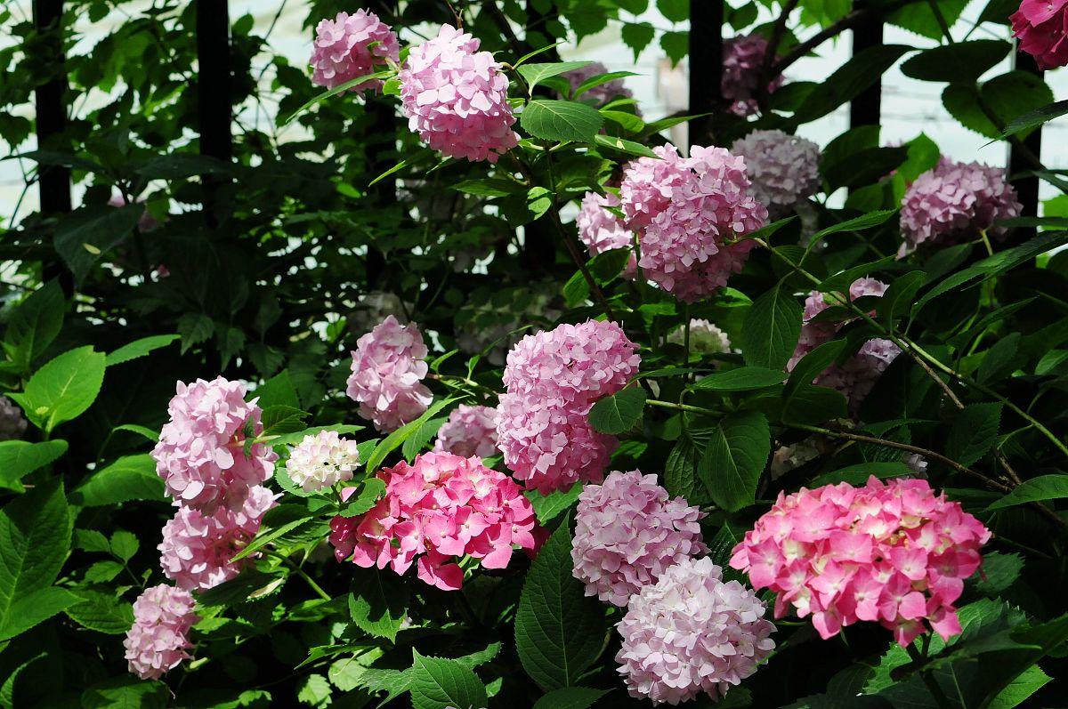 网购收到的绣球应该怎么养护,网购绣球几天可以调色