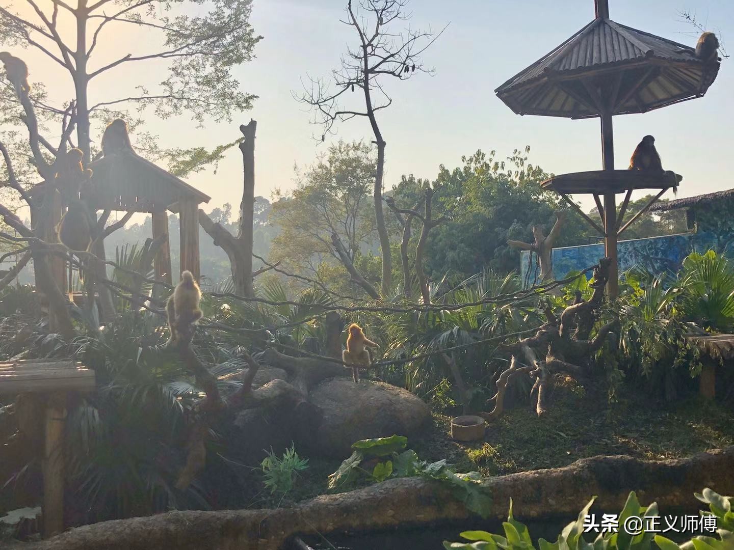 长隆动物园的动物,广州的长隆野生动物园有哪些动物