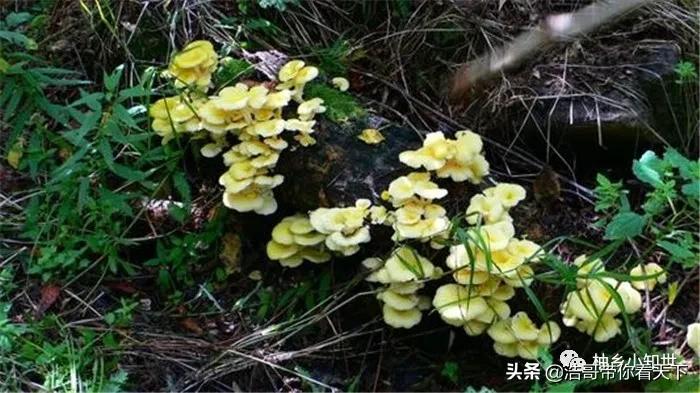 新鲜黄金菇多少钱一斤,黄金菇产量最多的菌包