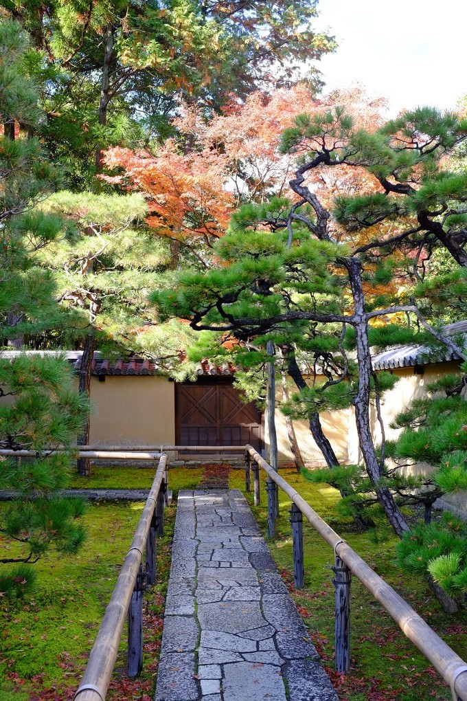 京都赏枫2022,京都赏枫必去景点有哪些好玩的