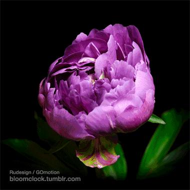 送你百花开放的瞬间动图！简直美呆了！