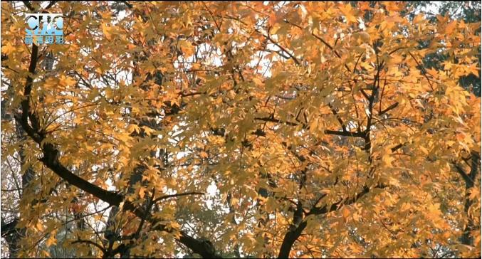 一部看哭十四亿人的亲情片,让人泪崩的8部高分亲情电影