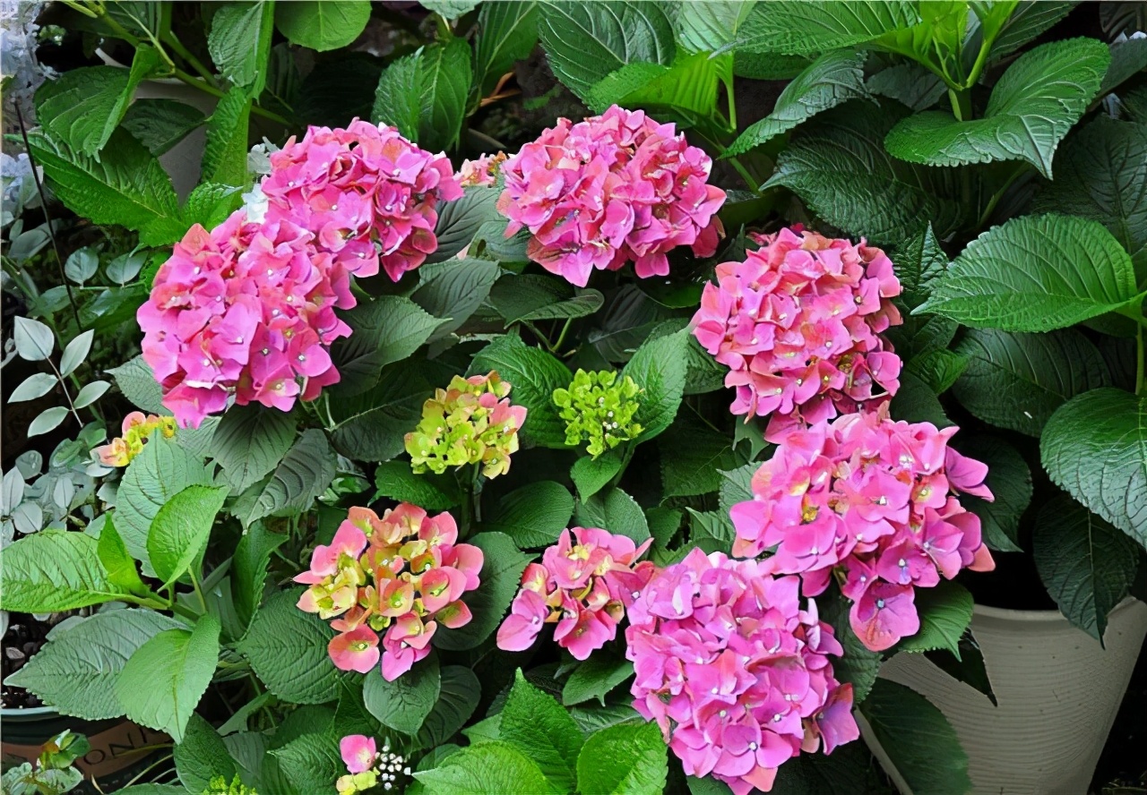 李子柒的院子都种的啥,李子柒推荐的三种花