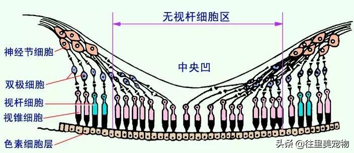猫咪的眼睛像蛇一样,猫咪一只眼睛亮一只眼睛雾蒙蒙的