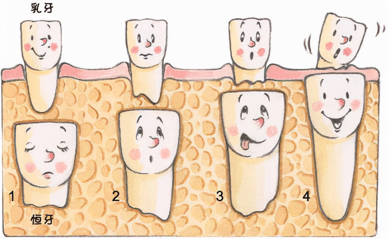 人的牙齿多代表什么,人的牙齿有哪些