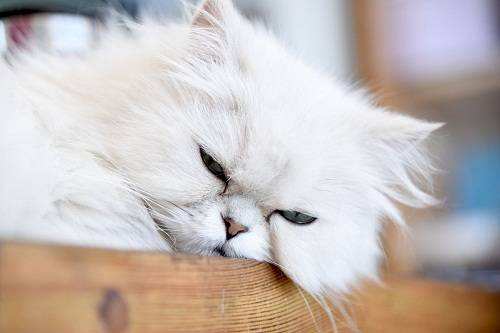 这些年，我和猫儿们之间不得不说的相爱相杀