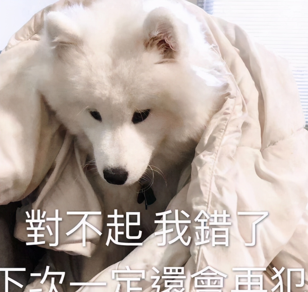 三傻狗有哪些,雪橇三傻是哪三种狗