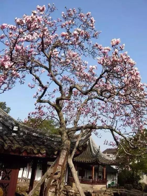 无花果树在庭院内种植有什么寓意,冷杉树长在庭院里风水上有说法吗