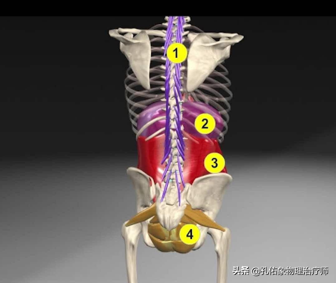 为什么腰痛患者弯腰时会加剧疼痛,弯腰后腰痛的原因有哪些