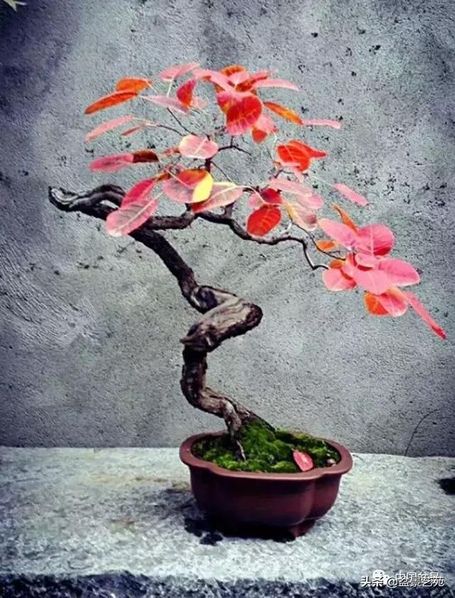 天生好养的36种盆景植物,什么植物盆景适合屋内养