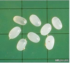 花露水可以驱猫猫身上的跳蚤吗,用什么给猫猫洗澡可以去掉跳蚤