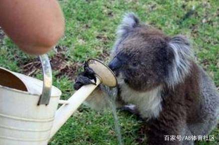 澳大利亚亚洲杯比赛,亚洲杯澳大利亚足球冠军