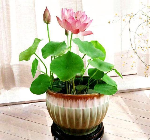 碗莲怎么养才能多开花,碗莲怎么养才开花多