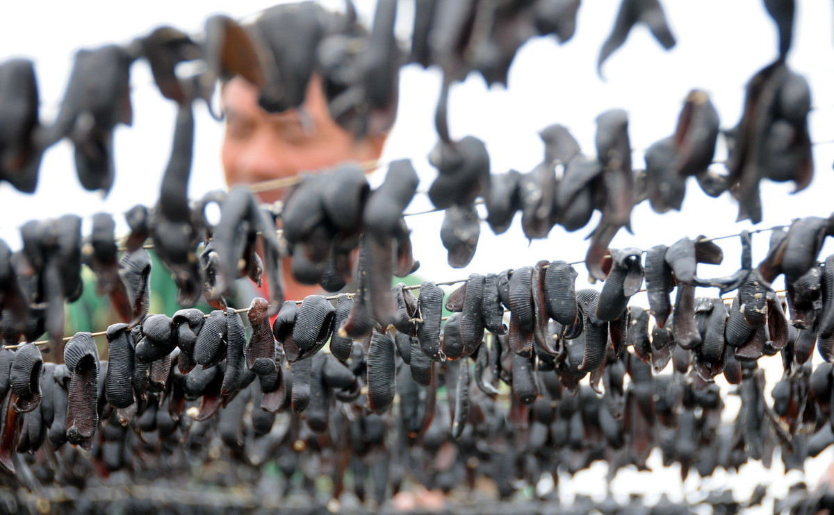 蚂蟥价格猛涨1500元一公斤,蚂蝗价格暴涨了吗