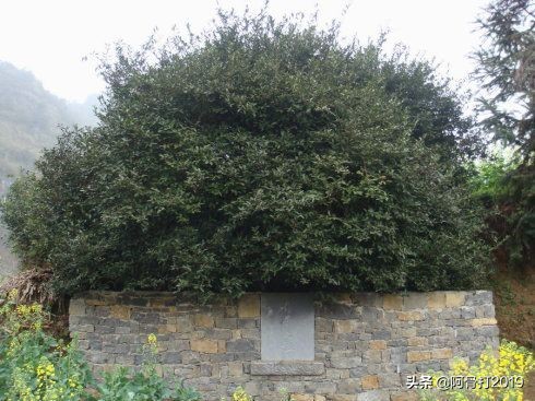 普定朵贝贡茶在哪个镇,普定朵贝贡茶专营店