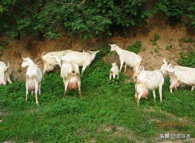 奶羊产奶量最多下降多少,奶羊奶水少有啥办法