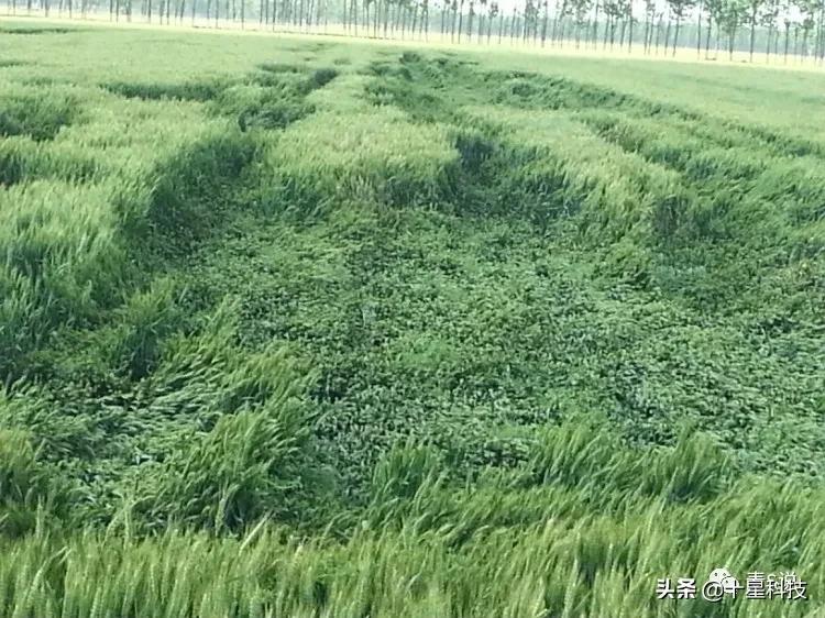 小麦高产抗病抗倒品种有哪些,育种小麦