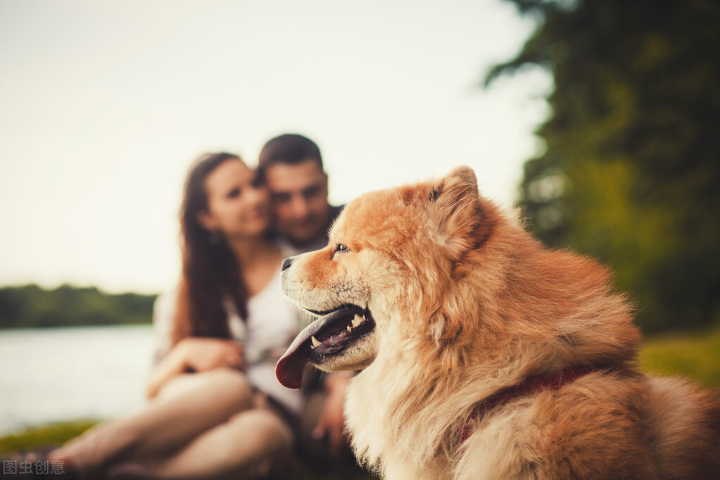 松狮犬的喂养与护理方法,松狮犬吃什么比较好养呢