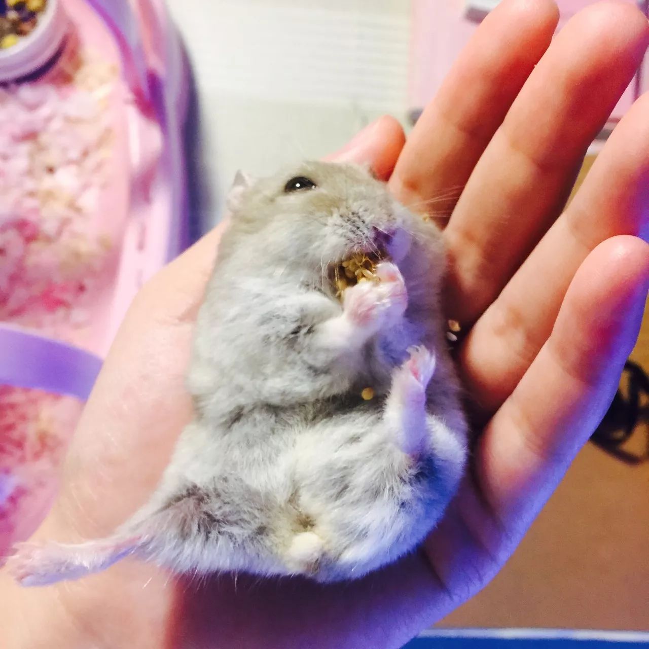 特别的萌给特别的你