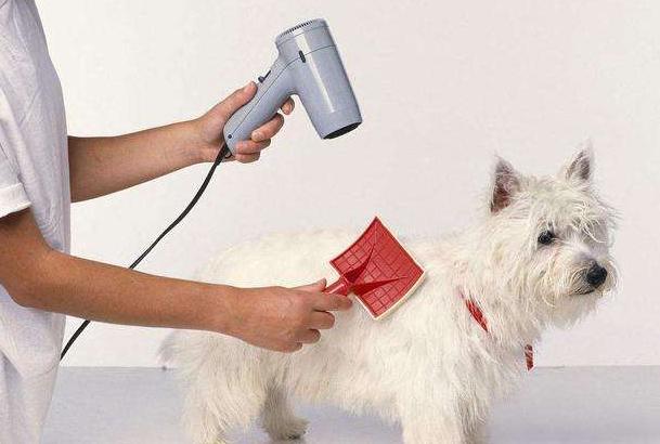 怎么给狗狗养成洗澡的习惯,狗狗抗拒洗澡甚至咬人