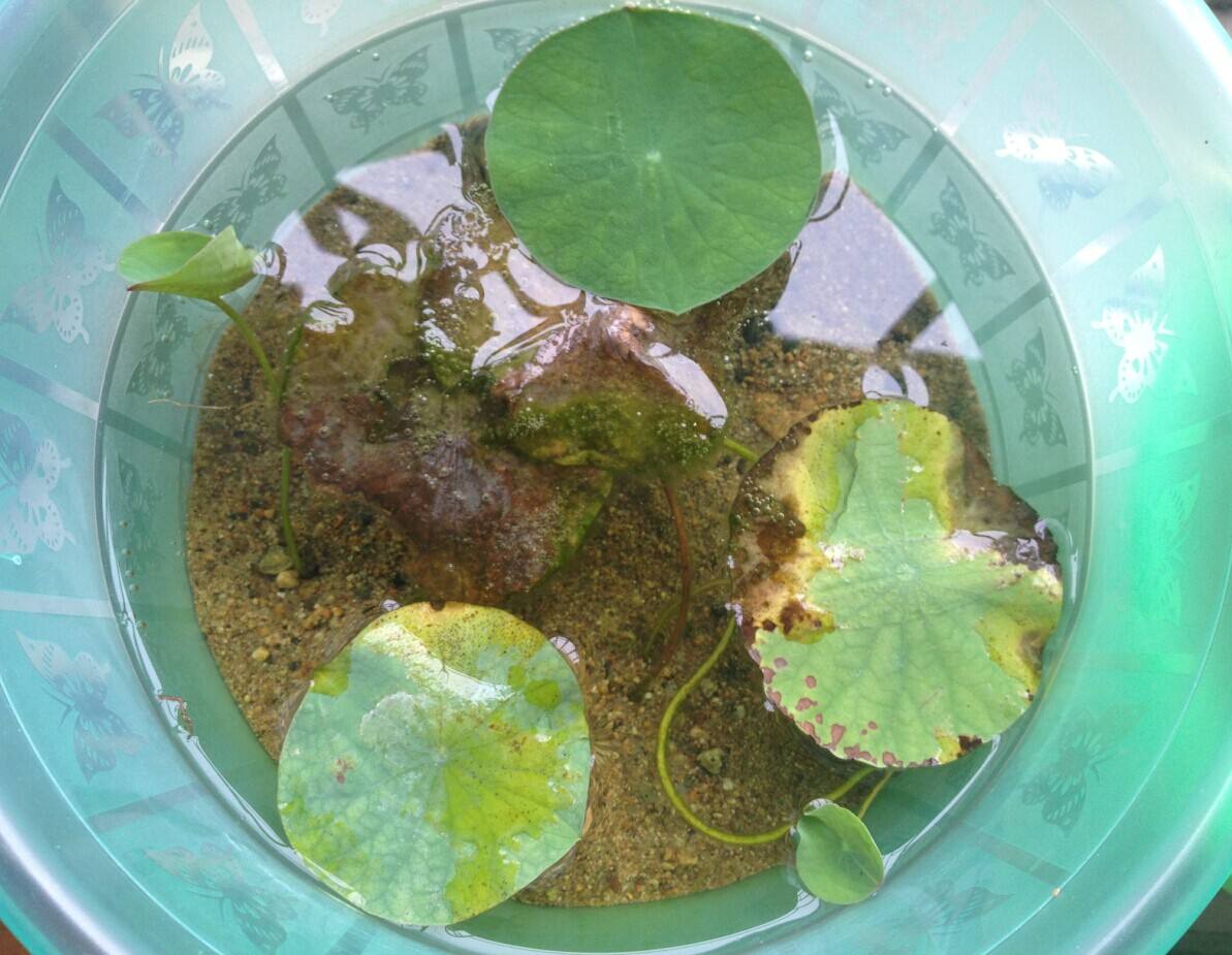 碗莲不开花叶子发黄是怎么回事,碗莲叶子发黄腐烂怎么办