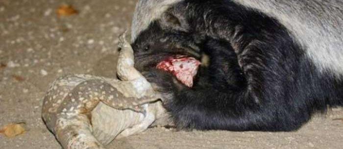 蜜獾厉害还是平头哥更厉害,平头哥蜜獾到底有多强大