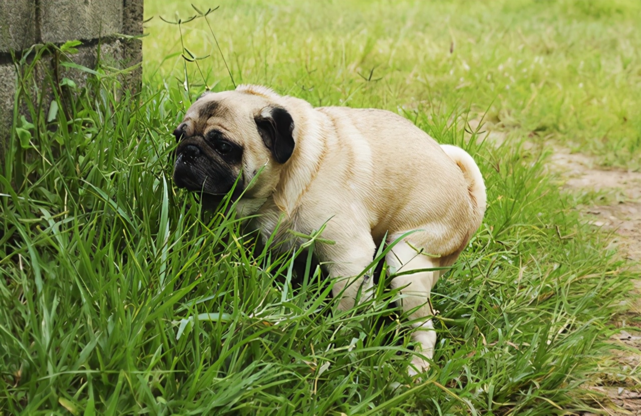 狗狗先拉干的再拉稀的什么原因,狗狗拉稀拉血是什么原因吃什么药