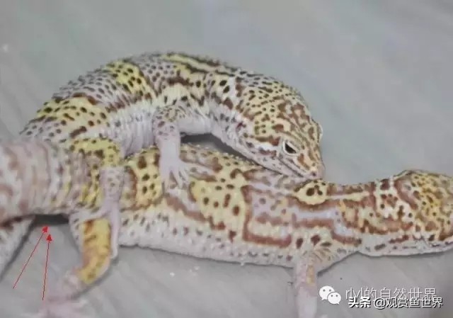 守宫最佳繁殖方法,守宫小技巧