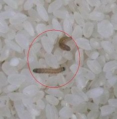 怎样预防大米生虫子和蛾子,大米预防生虫的方子