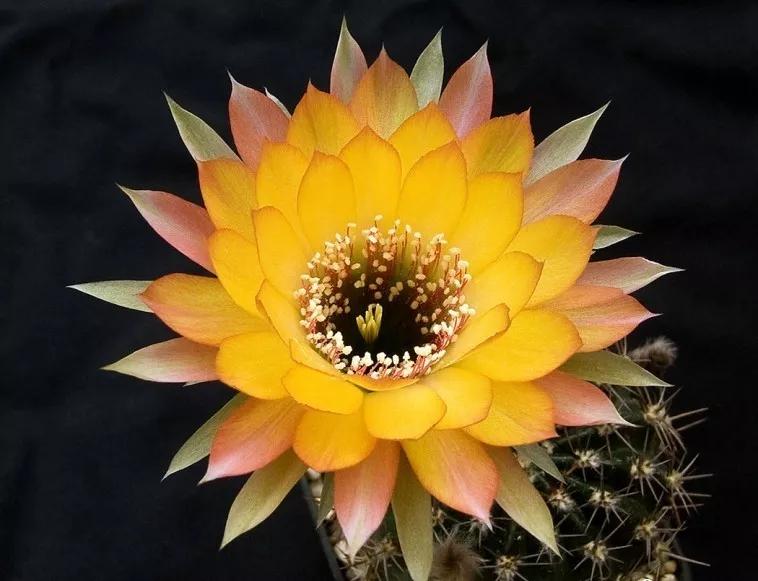 100种仙人球花图片,100种仙人球的品种视频